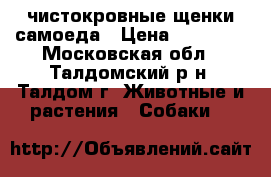 чистокровные щенки самоеда › Цена ­ 12 000 - Московская обл., Талдомский р-н, Талдом г. Животные и растения » Собаки   